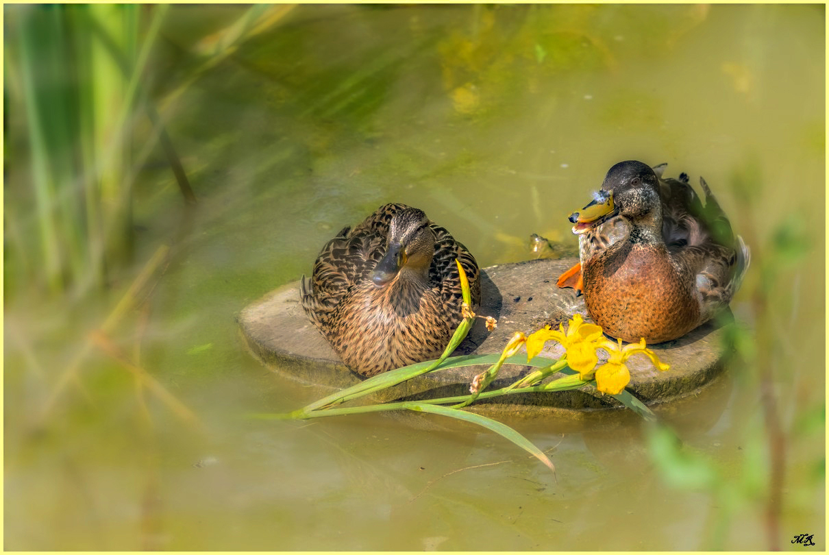 Un petit couple bien sympa!