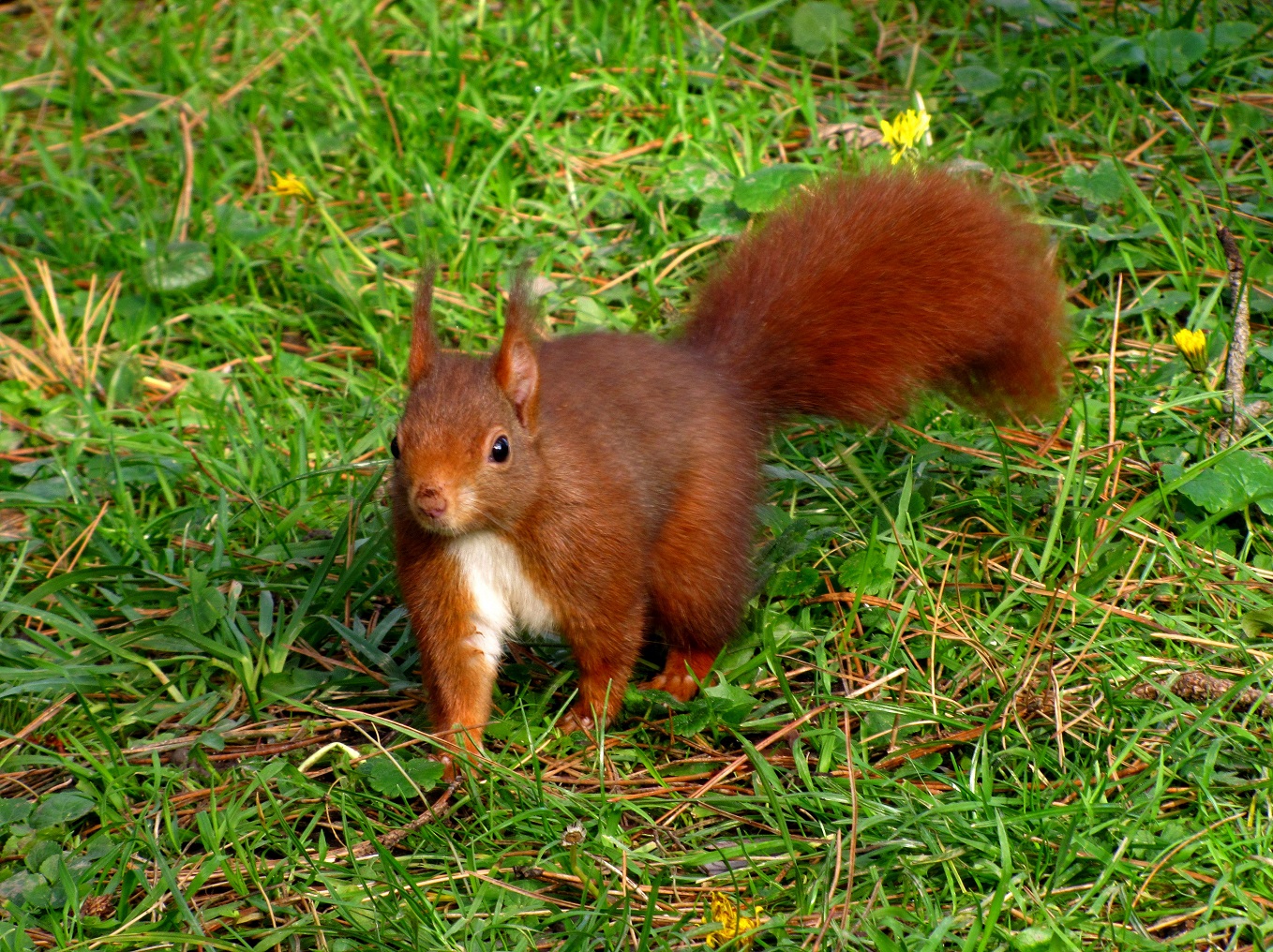 un petit curieux