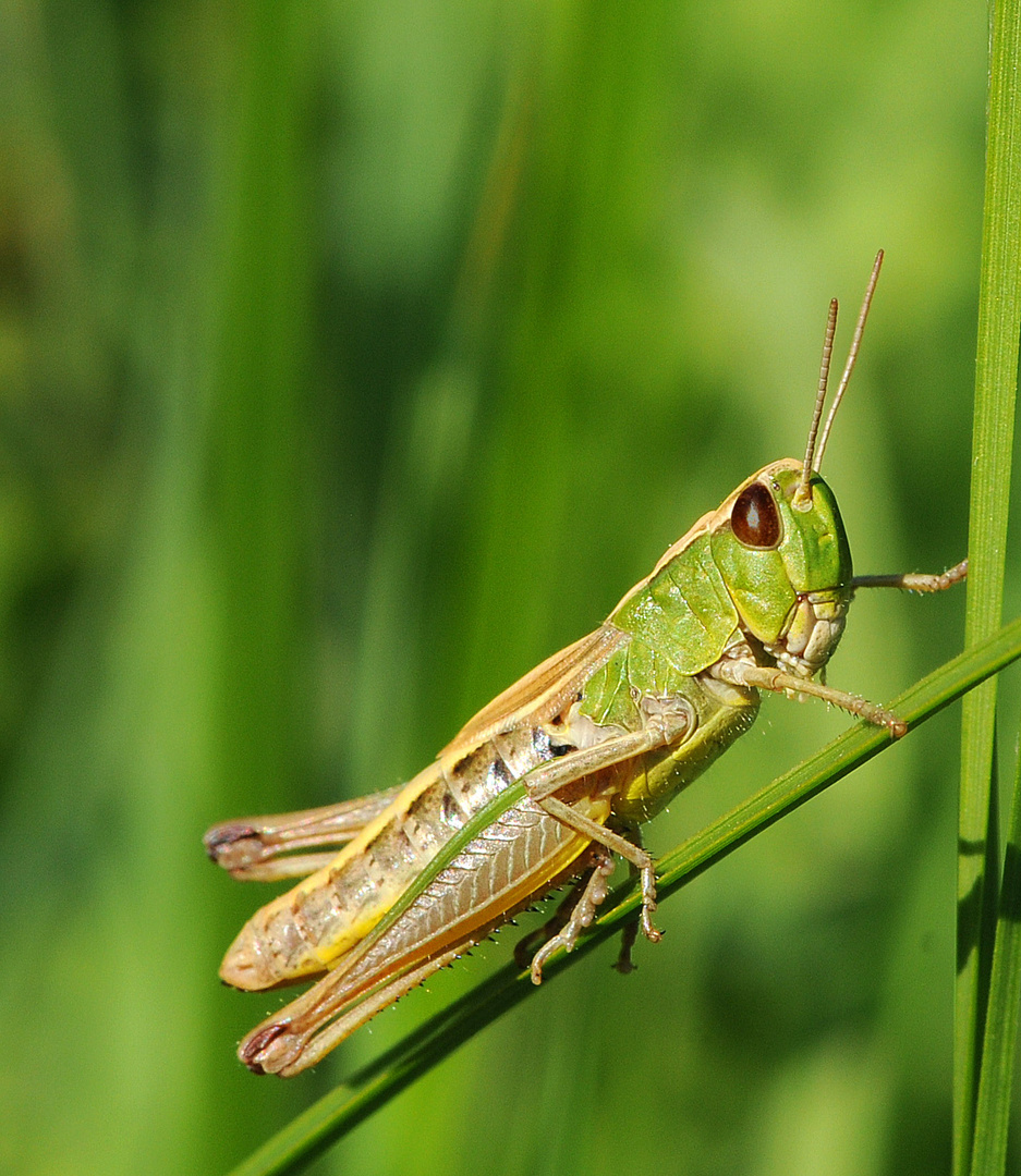 un petit curieux