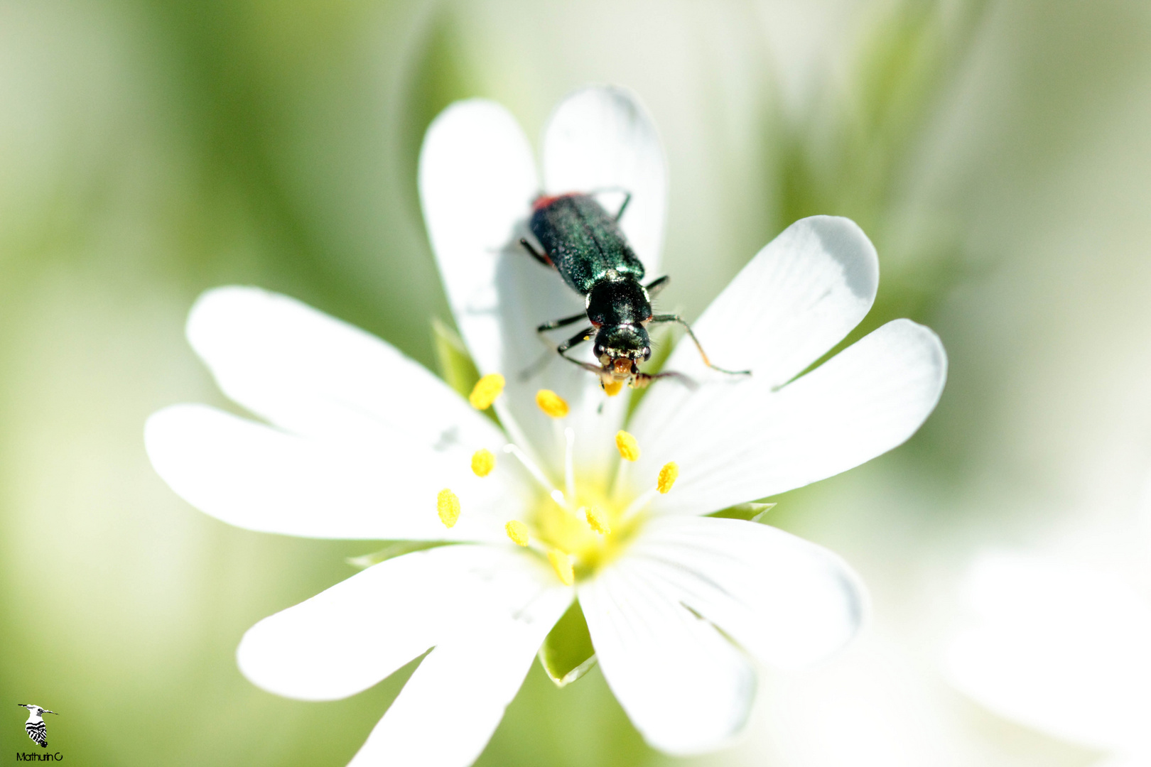 Un petit encas - Malachius bipustulatus