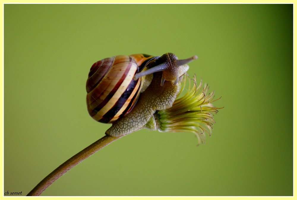 un petit escargot rayé