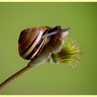 un petit escargot rayé