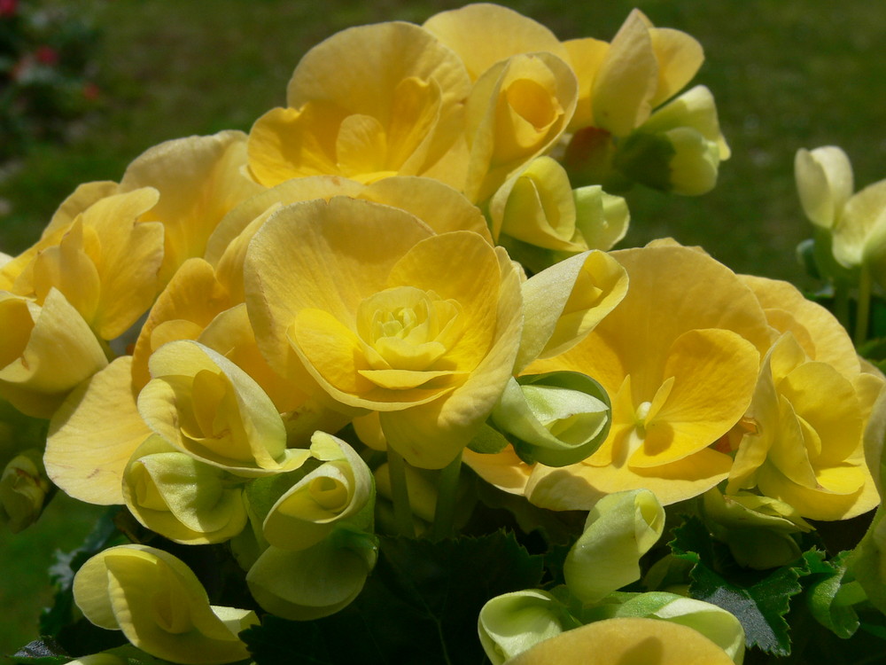 Un petit jaune ........SVP, sans trop d'eau.