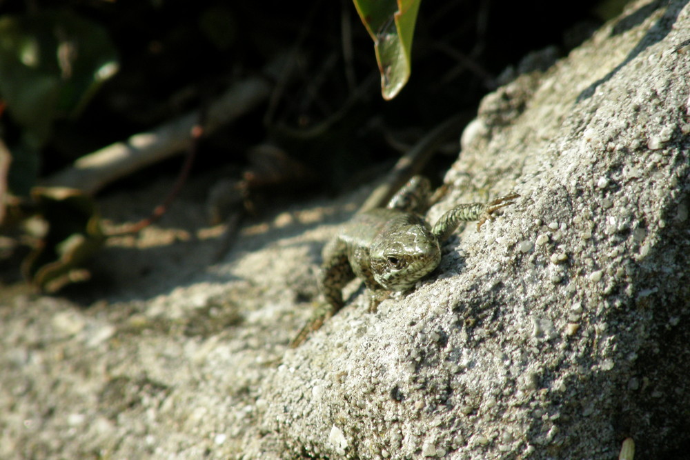 Un petit lézard en pleine farniente!