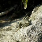 Un petit lézard en pleine farniente!