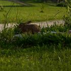 Un petit lièvre à 2 mètres de la maison