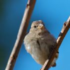 Un petit moineau