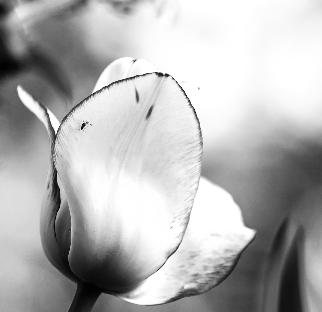 Un petit noir et blanc .... 