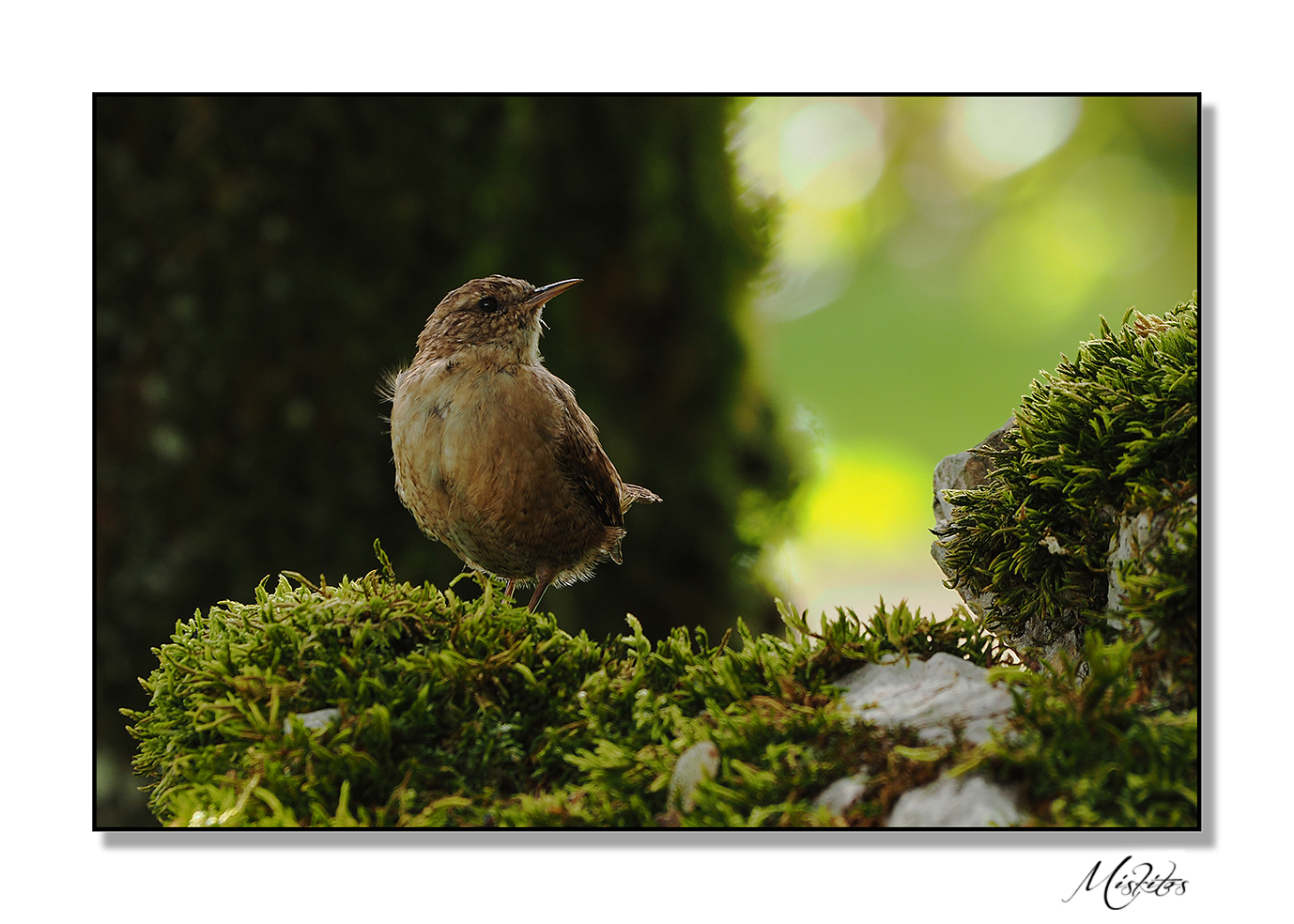 Un petit oiseau.