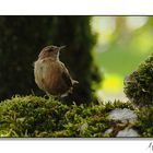 Un petit oiseau.