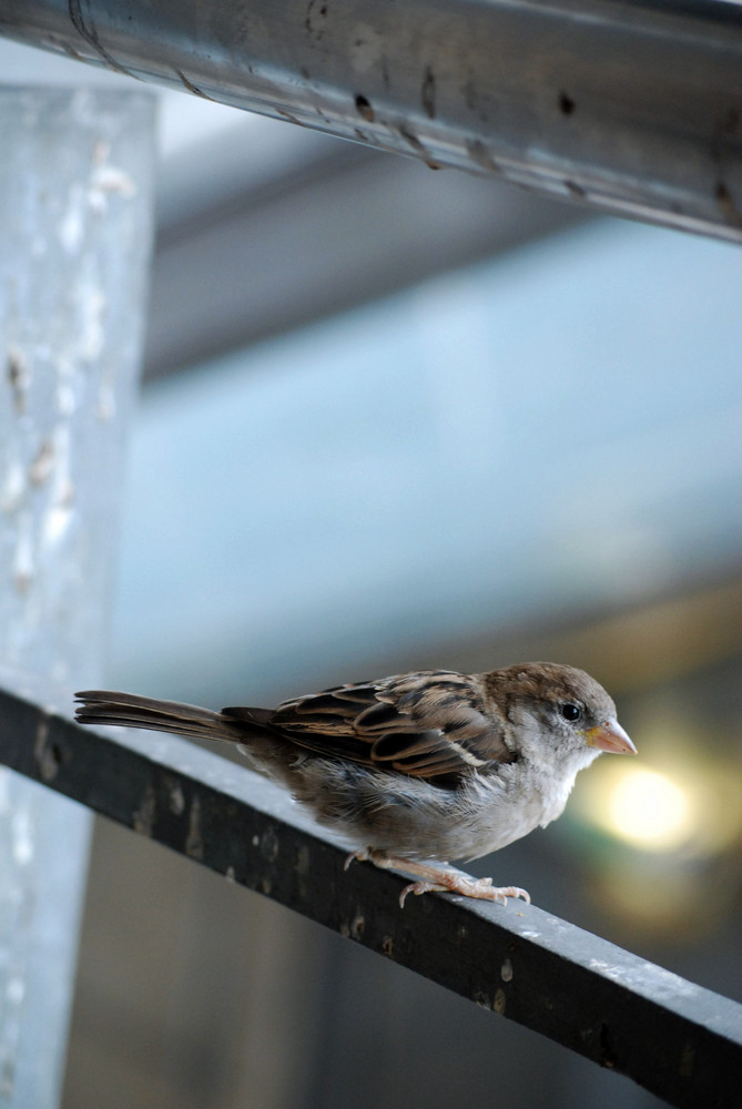 un petit oiseau qui n'a pas peur de moi