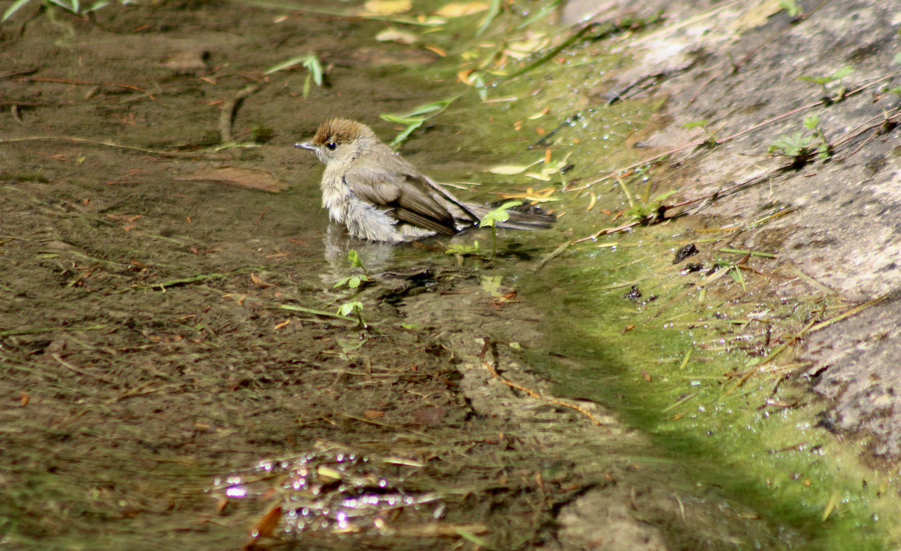 ...un petit oiseaux !!!...