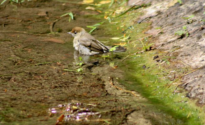 ...un petit oiseaux !!!...