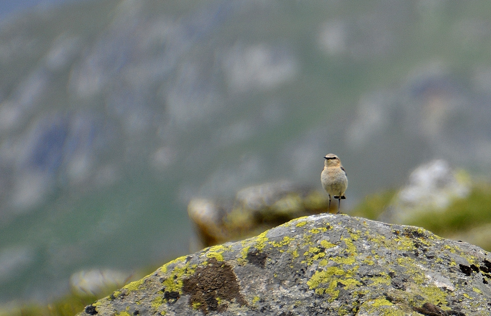 un petit oiseaux qui chante