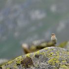 un petit oiseaux qui chante