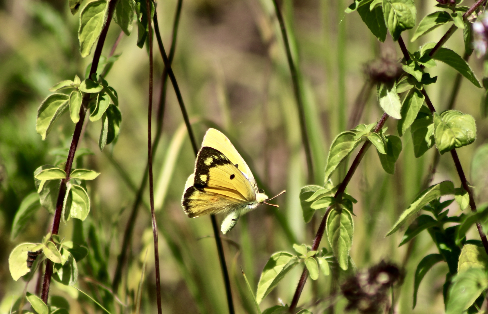 ... un petit papillon !!!...