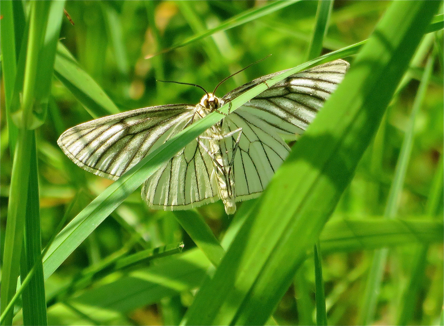 ... un petit papillon !!...