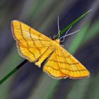 Un petit papillon très rare! Idaea aureolaria --- Goldgelber Magerrasen-Zwergspanner.