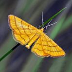 Un petit papillon très rare! Idaea aureolaria --- Goldgelber Magerrasen-Zwergspanner.