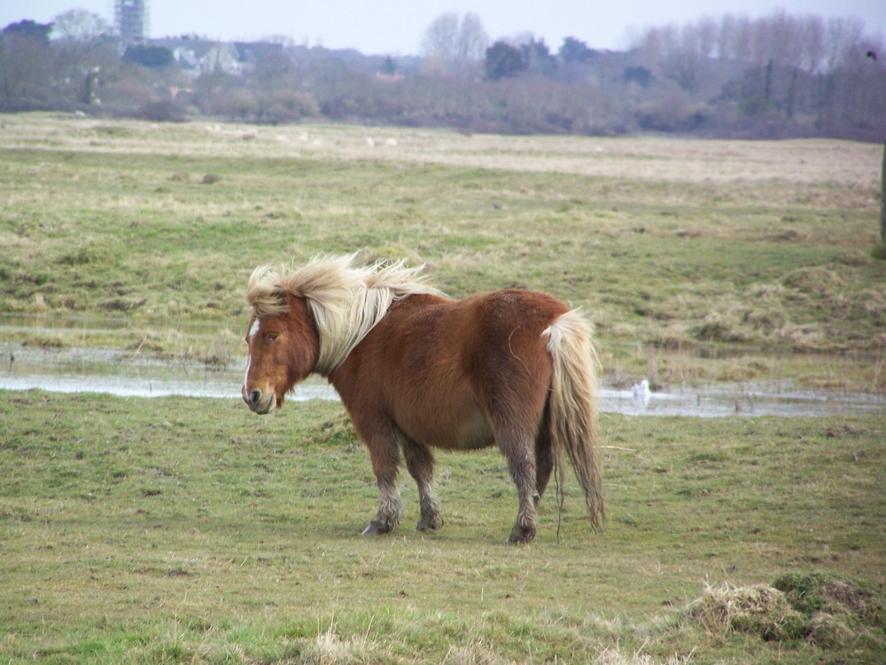 un petit poney au daviaud