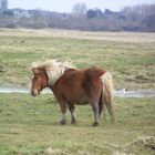 un petit poney au daviaud