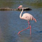 Un petit retour du côté de la camargue