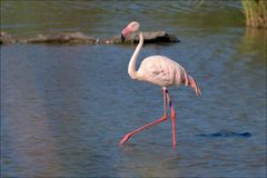 Un petit retour du côté de la camargue