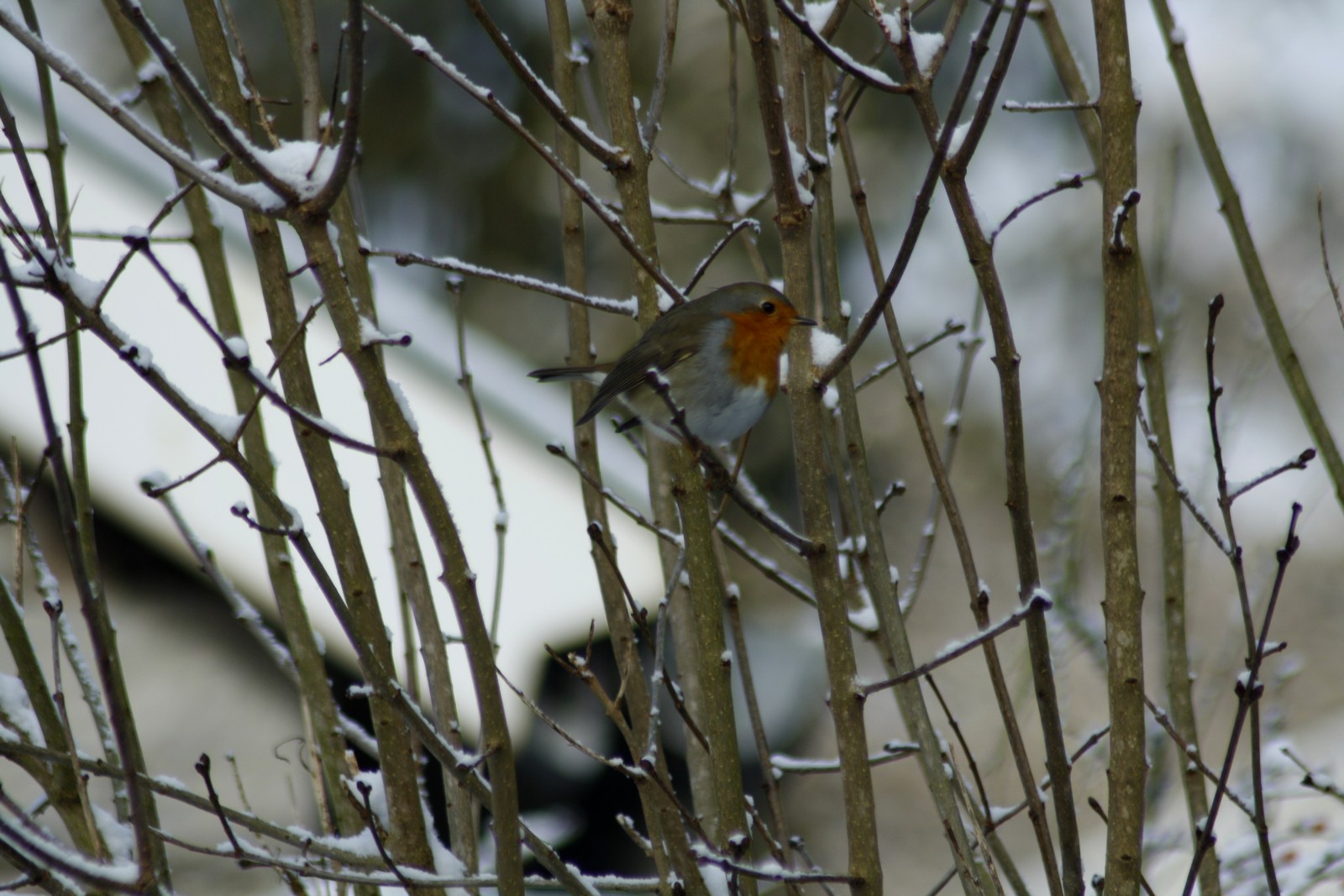 un petit rouge gorge