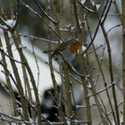 un petit rouge gorge