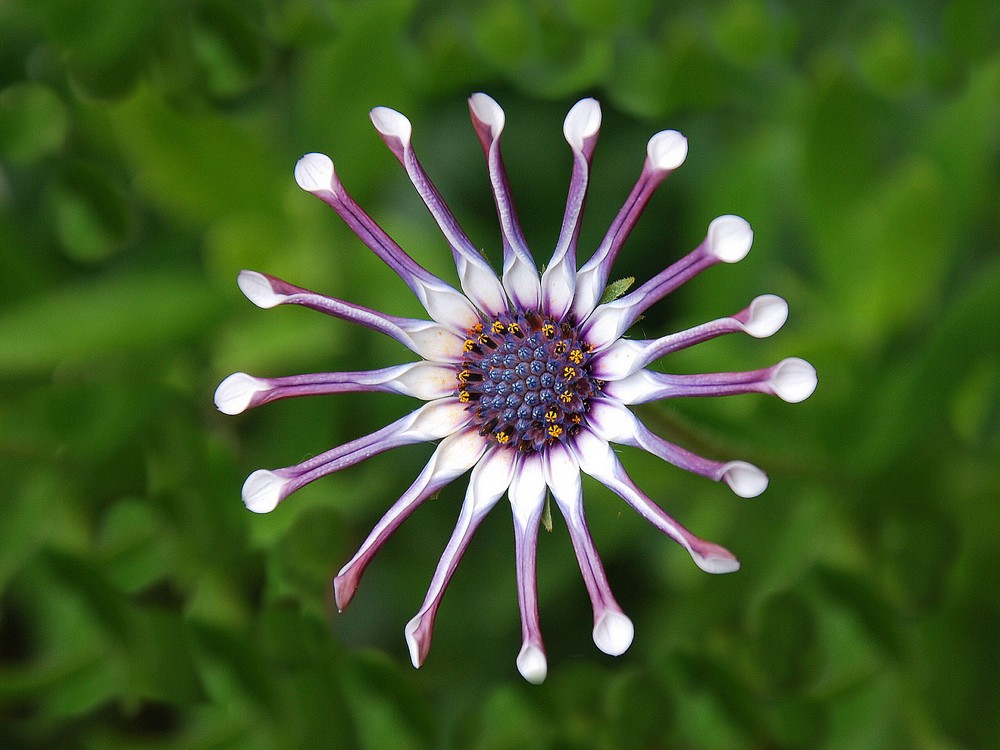 un petit soleil fleuri