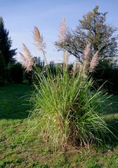 un petit tour au jardin ...