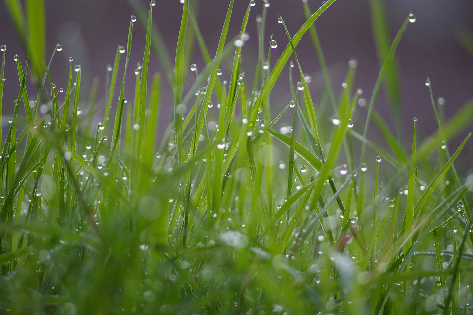 un petit vert de rosée matinale