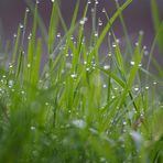 un petit vert de rosée matinale