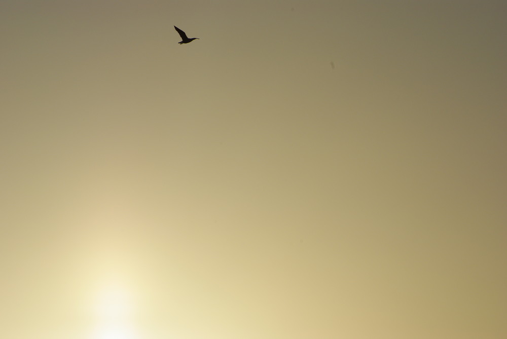 Un petit vol sous la brise du crépuscule ...