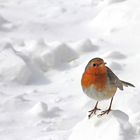 un pettirosso al polo