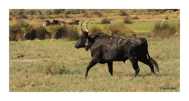 Un peu de camargue "Le Simbèu" (pour Denis)