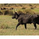 Un peu de camargue    "Le Simbèu" (pour Denis)