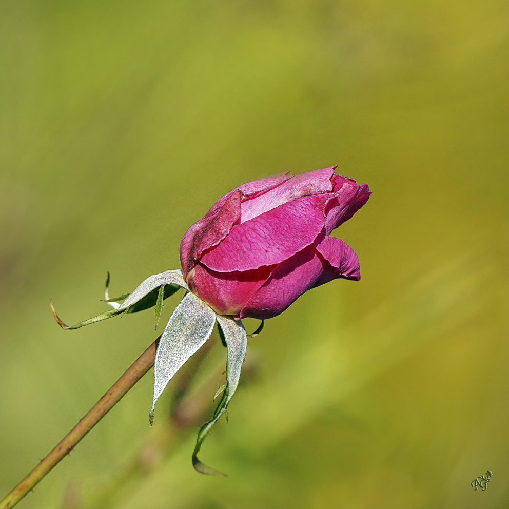 Un peu de couleur...