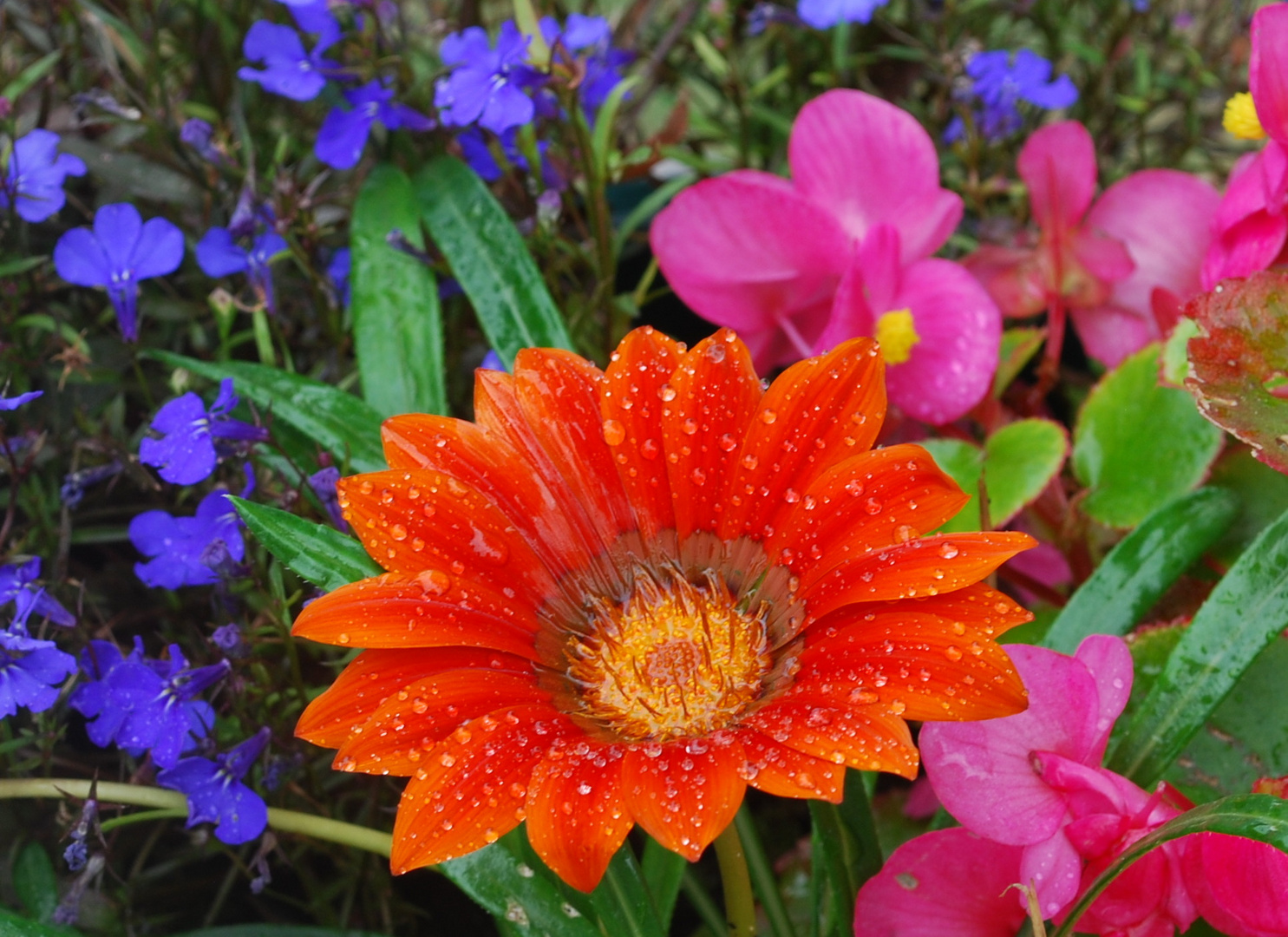 Un peu de couleur pour réchauffer vos coeurs et vous souhaiter tout le bonheur du monde...