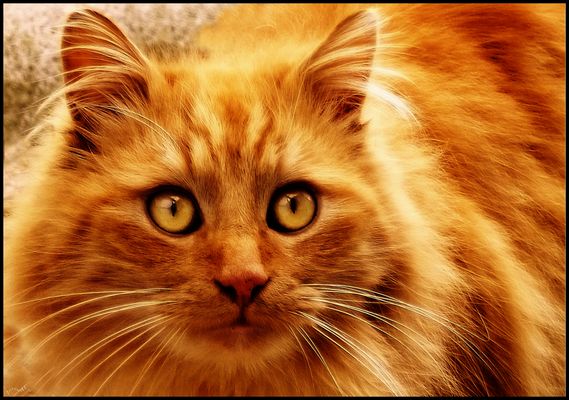 Un peu de douceur dans un monde de... - 11