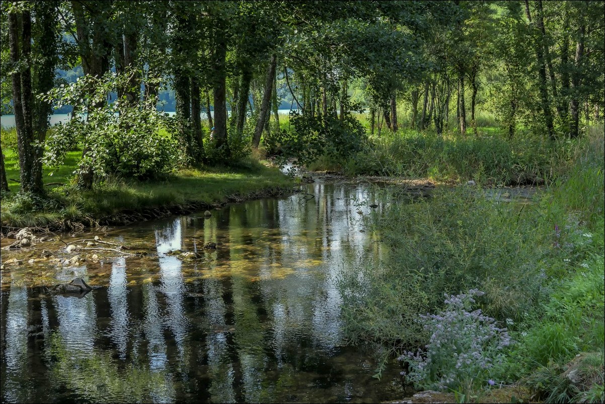 Un peu de fraicheur dans les sous-bois du Jura