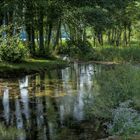 Un peu de fraicheur dans les sous-bois du Jura