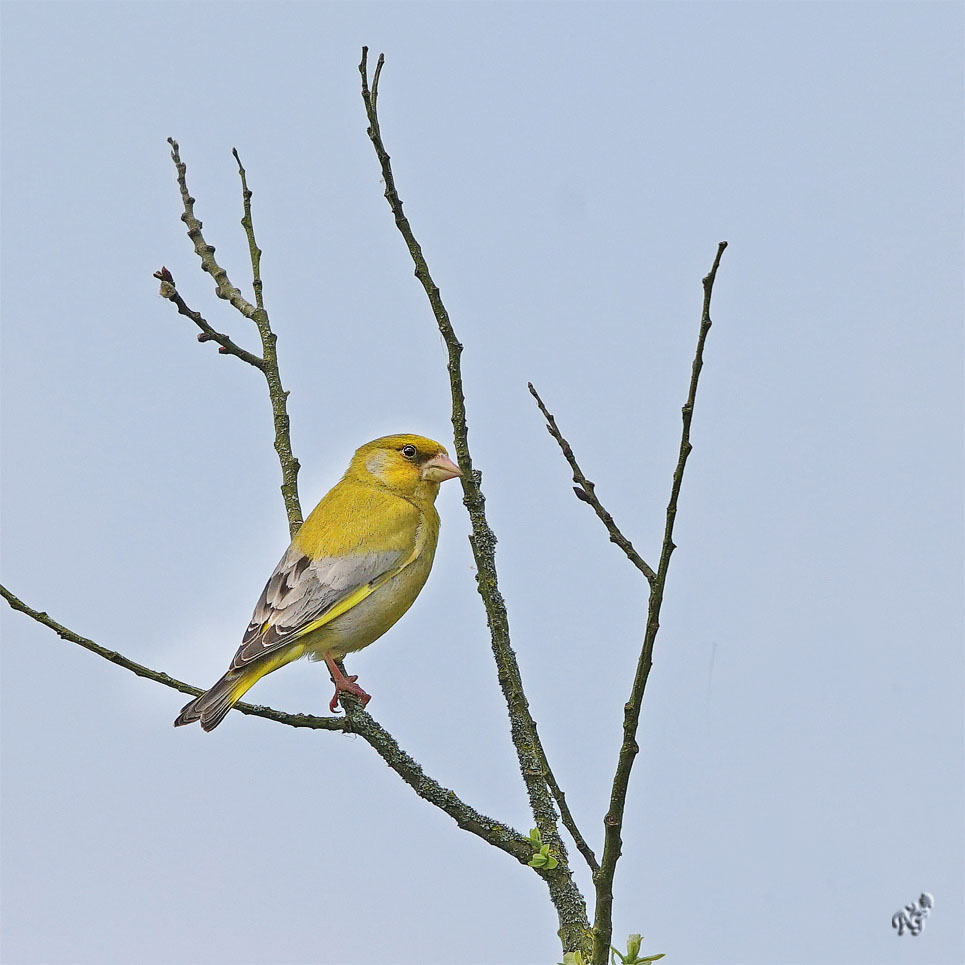 Un peu de jaune  pour ce verdier....