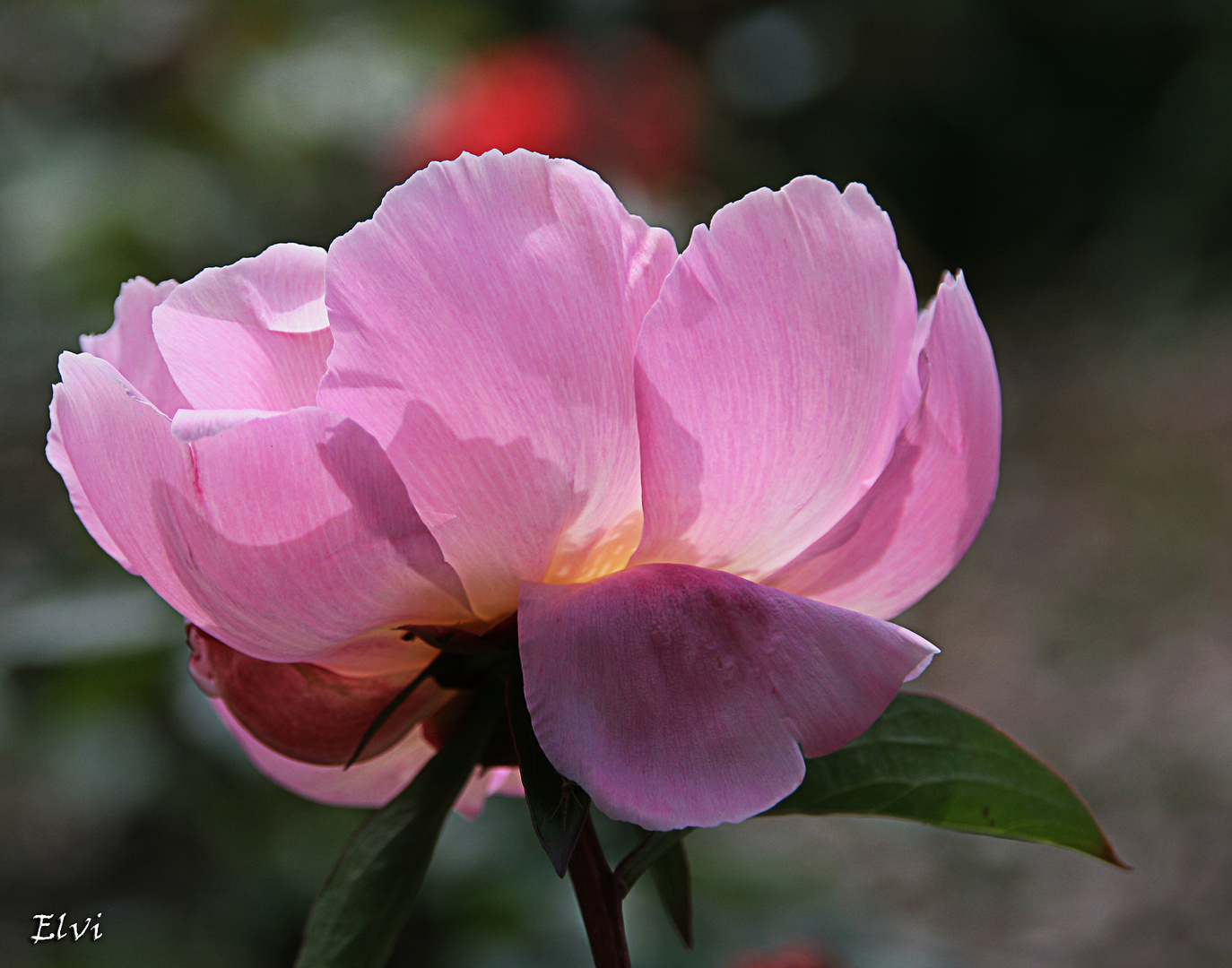 Un peu de lumière sur cette rose