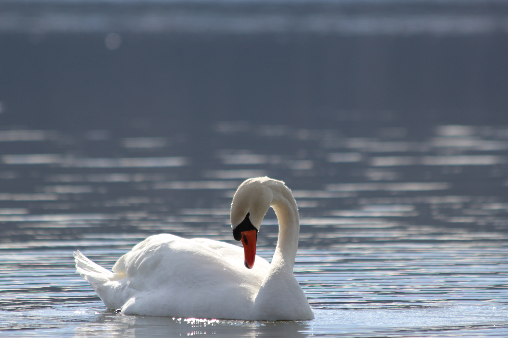 un peu de ménage dans mon plumage