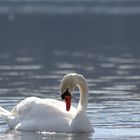 un peu de ménage dans mon plumage