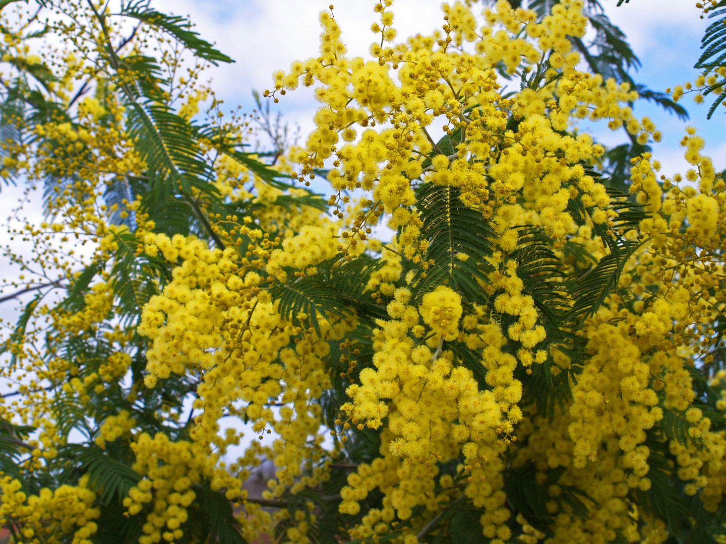 Un peu de mimosa…