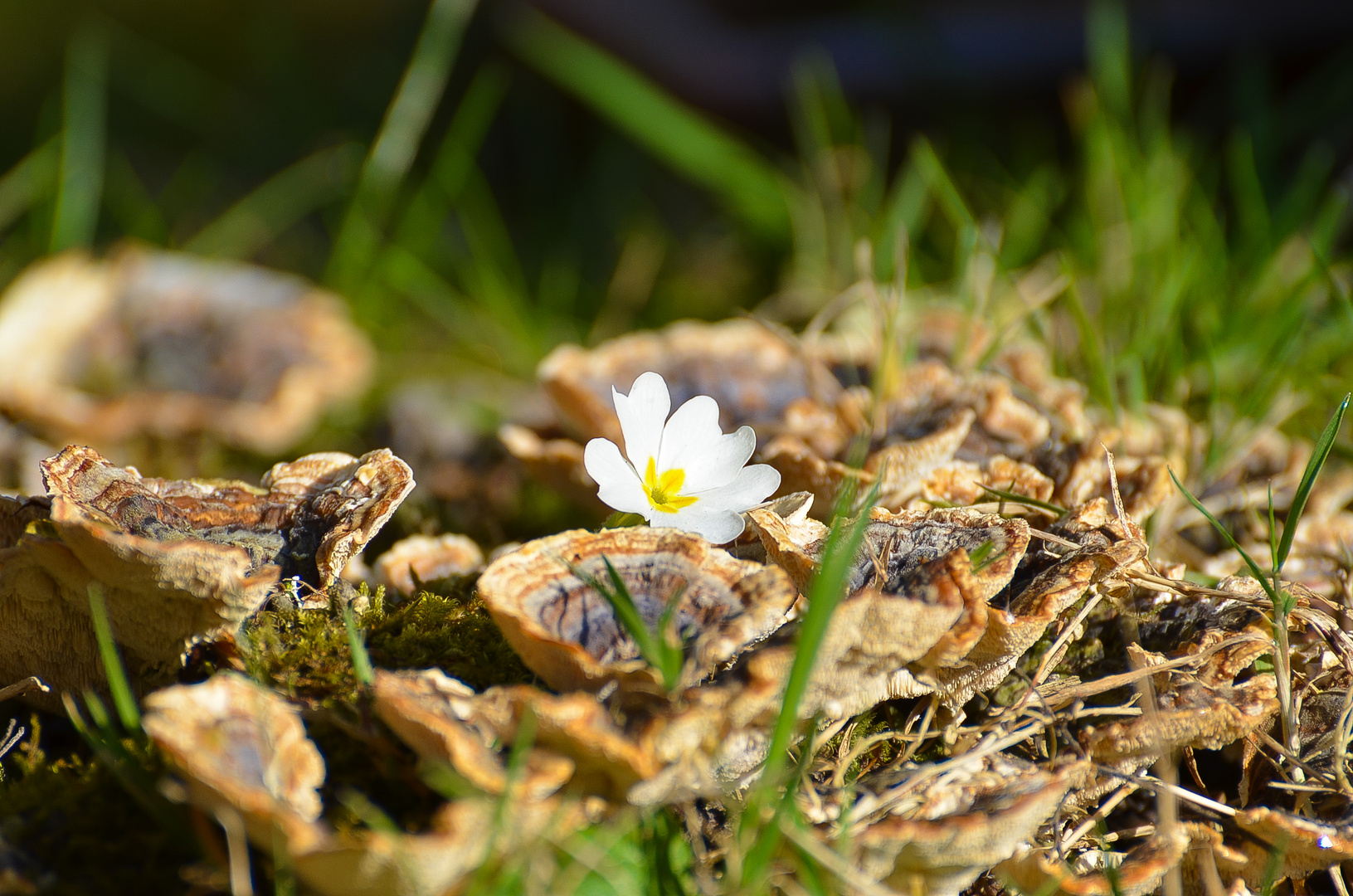 Un peu de nature