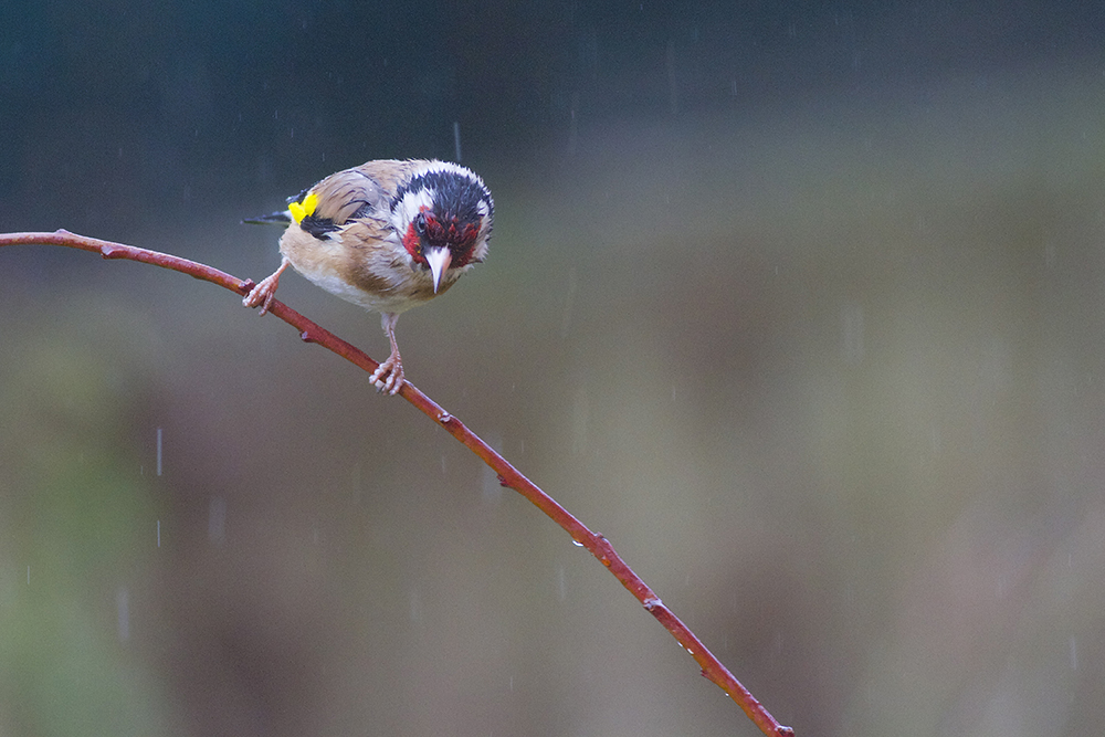 Un peu de pluie ça va, trop bonjour les dégâts...