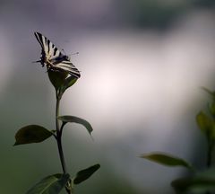 un peu de poesie volage  